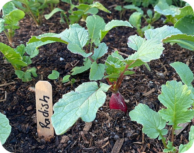 A wooden stick with a name tag in the middle of some plants.